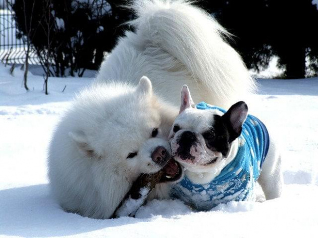 #SamoyedBuldogBuldożekSamojed