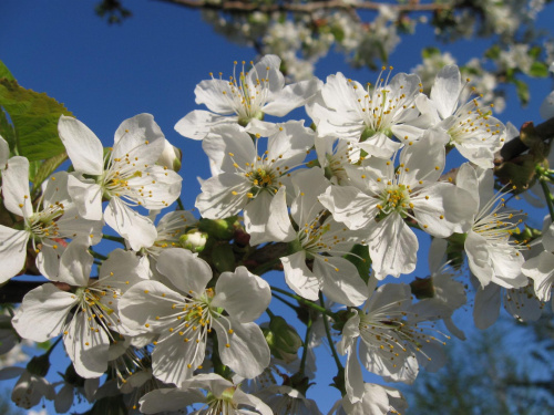 wiosenne kwiaty #wiosna #kwiaty #natura #drzewa #słońce