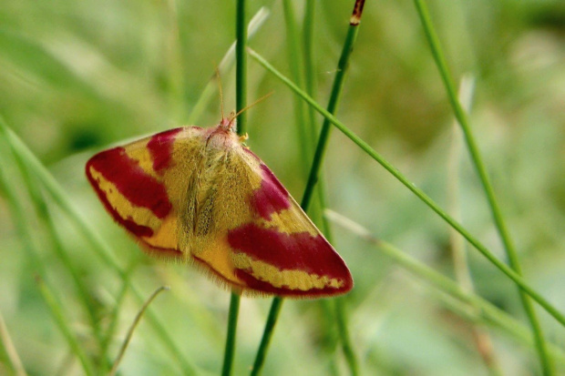 jakaś ładna ćma ;D #motyl #makro #ćma