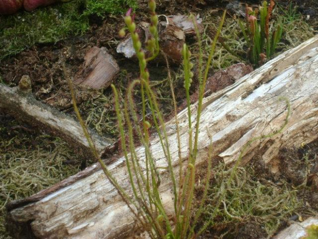 Drosera Filiformis