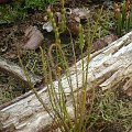 Drosera Filiformis