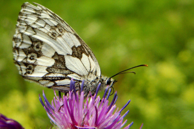 szachownica galatea #motyl #makro #owad