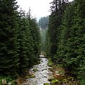 #dolina #góry #kościelisko #rzeka #strumień #wakacje #woda #Zakopane #tatrzański #park #narodowy