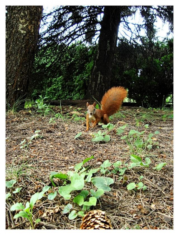 Rudzielec... :) #wiewiórka #gryzoń