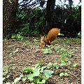 Rudzielec... :) #wiewiórka #gryzoń