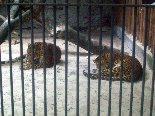Pantera cejlońska #warszawa #zoo #zwierzęta
