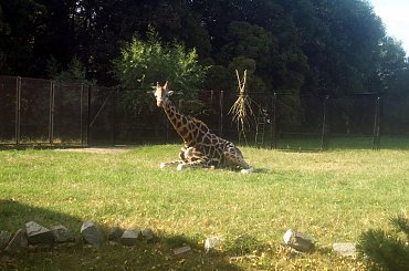 Żyrafy #warszawa #zoo #zwierzęta