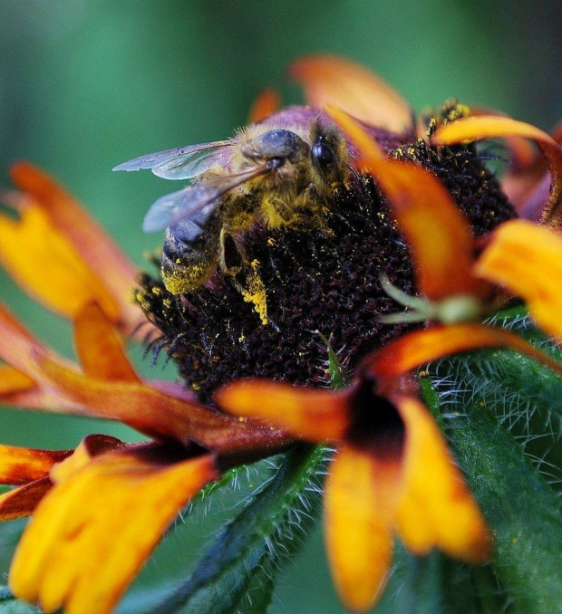 Pszczoła i rubekia #kwiaty #ogródek #owady #przyroda #natura