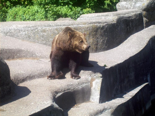 Niedźwiedź #warszawa #zoo #zwierzęta