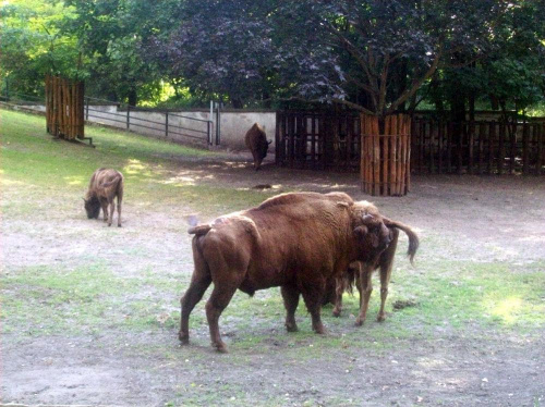 Żubr #warszawa #zoo #zwierzęta