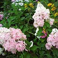 Hydrangea paniculata 'Renhy' VANILLE FRAISE
HHortensja bukietowa 'Renhy' VANILLE FRAISE