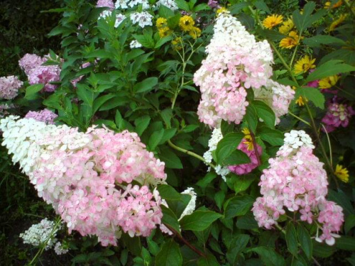 Hydrangea paniculata 'Renhy' VANILLE FRAISE
HHortensja bukietowa 'Renhy' VANILLE FRAISE