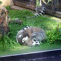 Lemur katta #warszawa #zoo #zwierzęta