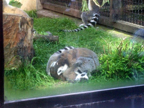 Lemur katta #warszawa #zoo #zwierzęta