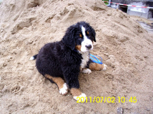 2011 Elbląg #pies #Lenar #berneńczyk #BerneńskiPiesPasterski