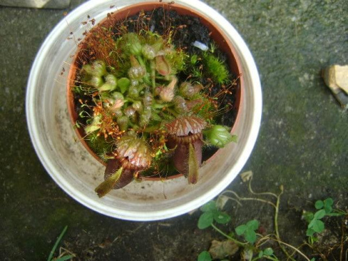 Cephalotus follicularis