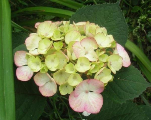 Hydrangea Preciosa