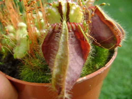 Cephalotus follicularis