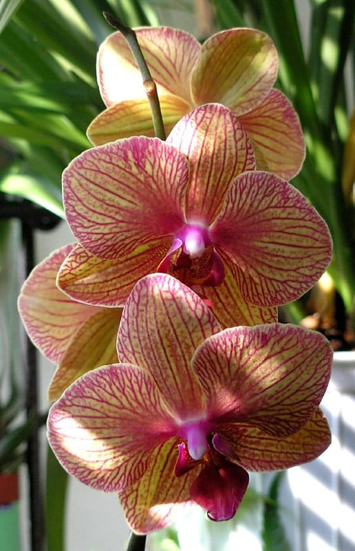 phalenopsis