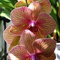 phalenopsis