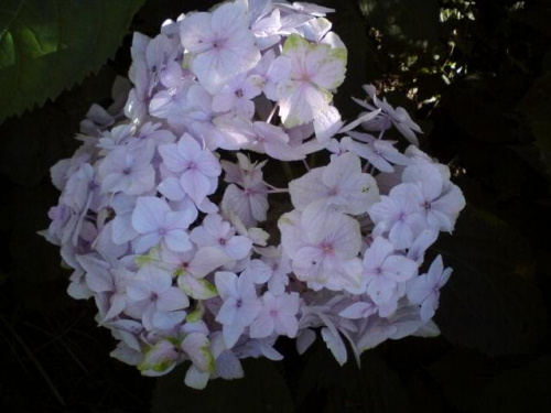 Hydrangea macrophylla 'Bouquet Rose'
(Hortensja ogrodowa) 'Bouquet Rose'
wybarwienie kwiatów w głębokim cieniu