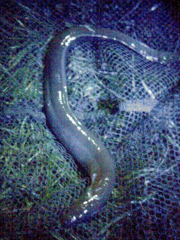 EEL