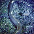 EEL