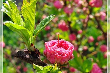 migdałek #kwiaty #migdałek #ogród #wiosna