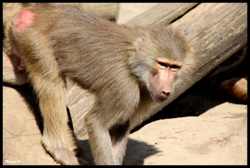 Z warszawskiego zoo