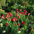 #kwiaty #ogród #wiosna