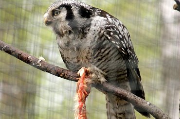 Czas obiadu #Borysewo #Łódź #ptaki #safari #zoo