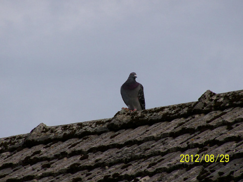 Siedział gołąb na dachu...
