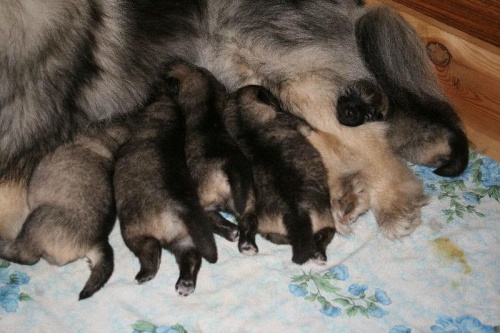 puppies 9 days old