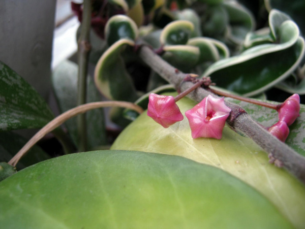 Hoya compacta regalis #hoya #compacta #regalis