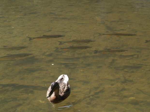 Pieniny #góry #Pieniny