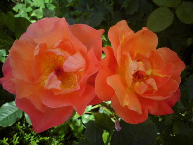 Rosa 'Westerland'