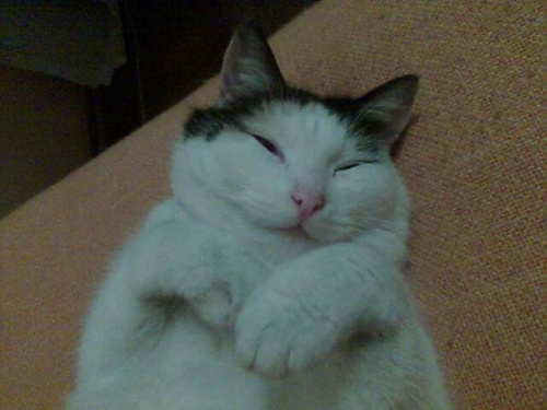 Mó kotek Rokitka #kot #kociak #zwierzęta #SłodkieKoki
