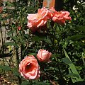 #ogród #rosa #róża #róże
