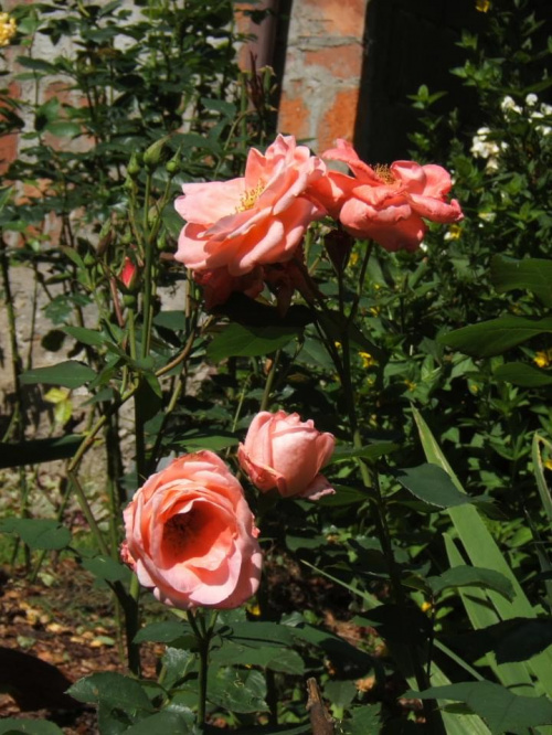 #ogród #rosa #róża #róże