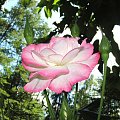 #ogród #róże #rosa #RóżaPnąca #Haendel
