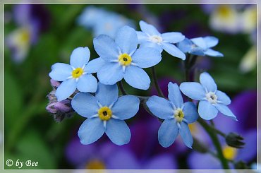 #kwiaty #niezapominajki #ogród #wiosna