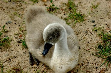 #ŁadędźiePieklę #łabędź #ptak #przyroda #natura #fauna