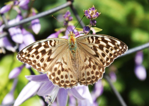 #motyl