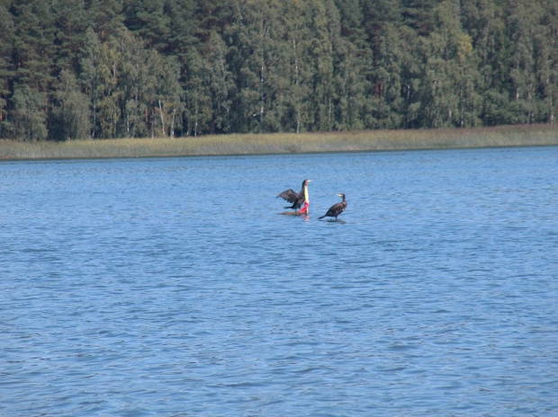 Kormorany pełnią wachtę nad starym cmentarzem (głazowisko)