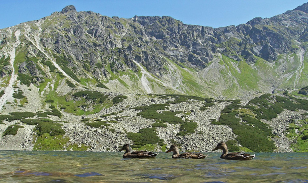 Dolina 5 stawów-kaczki