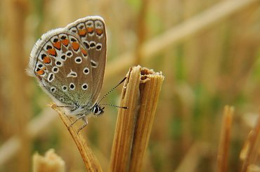 na ściernisku ;D #makro #motyl #modraszek