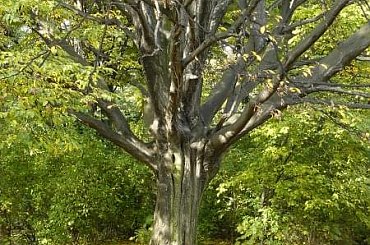 #jesień #spacery #kolorystyka #liście #park