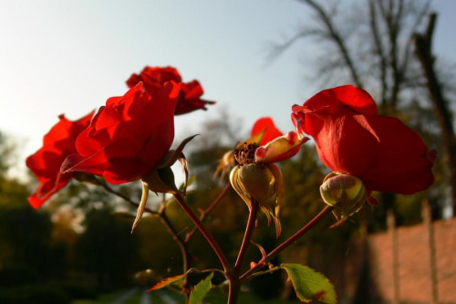 #jesień #przyroda #róże #kwiaty