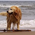 #Bałtyk #morze #pies #plaża