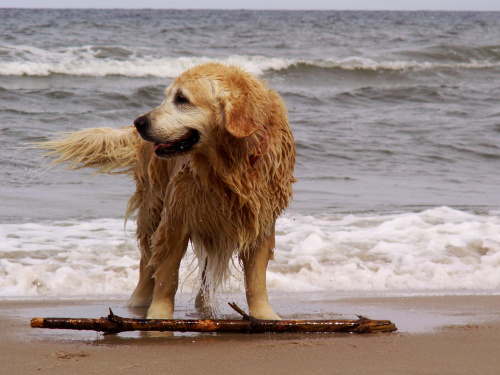 #Bałtyk #morze #pies #plaża